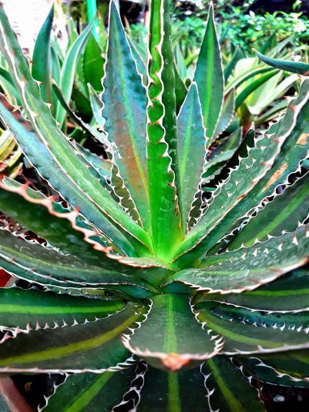 Planta Agave Kultywado Macetas Para Jardin — Zdjęcie stockowe