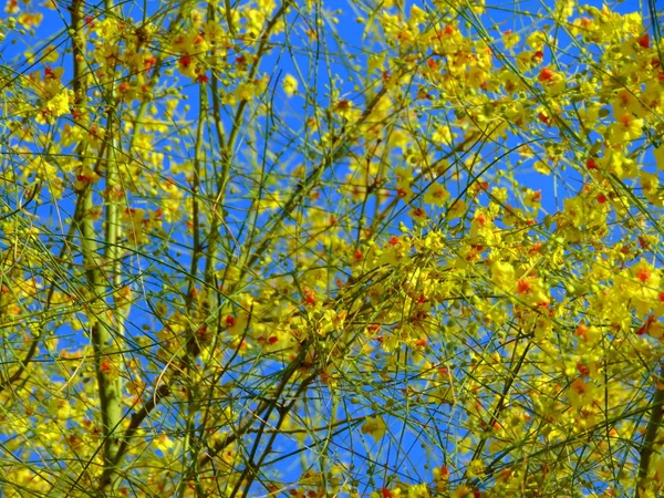 Весной Расцветает Дерево — стоковое фото
