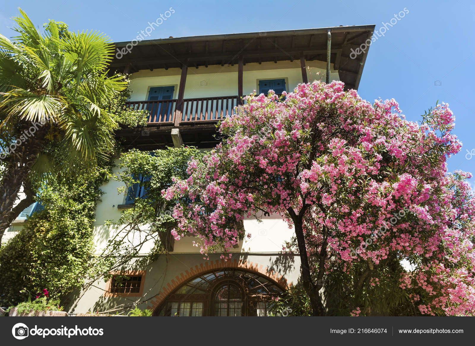 Pink Oleander Tree Garden Italian House Beautiful Facade House