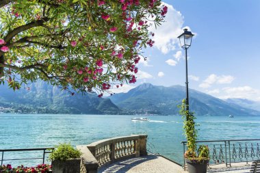 Blooming Oleander Trees in  Bellagio Town,Como Lake in North of Italy.