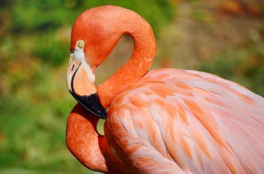 Pembe Flamingo ayrıntıları defocussed arka plan ile