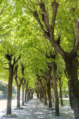 Sıralı Yeşil Ağaçlar 