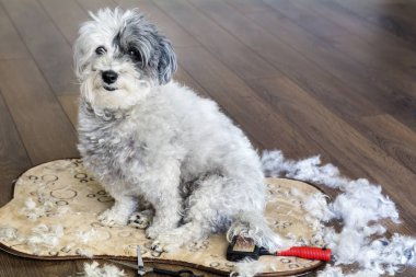 Köpek hayvan evde bakım