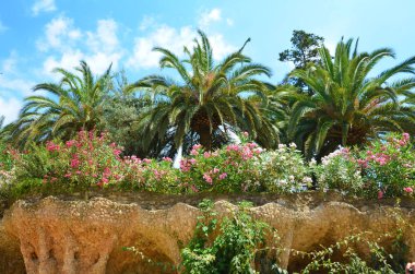 Palmiye ağaçları ve yemyeşil tropik bitkiler