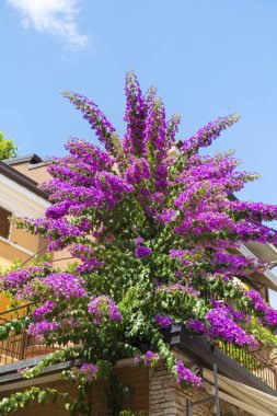 İtalyan House.Beautiful cephe İtalya bir evin duvarında pembe begonviller çiçekler