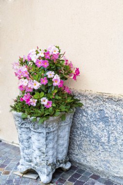 Pembe Mandevilla, sokakta taş bir tencerede Rocktrumpet çiçek