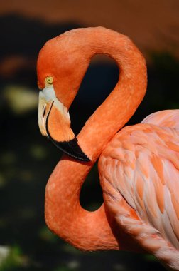Pembe Flamingo ayrıntıları defocussed arka plan ile