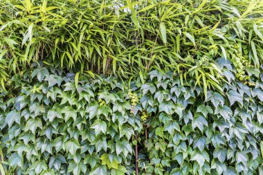 Ortak Sarmaşık Geçmişi. Yeşil Yapraklar Arkaplanı