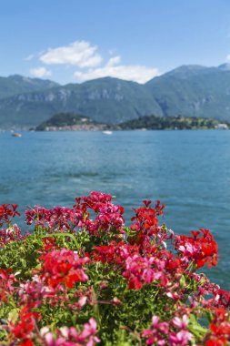 İtalya 'daki Lago di Como ve Kırmızı Geranium Çiçekleri, Como Gölü Arkaplanı