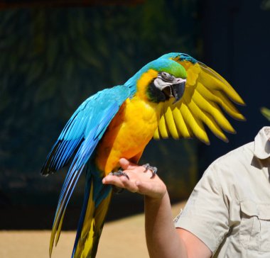 Yeşil Amerika papağanı papağan bir kadın Hand.Parrot ve eğitmen 