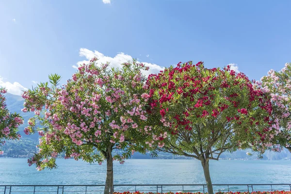 Blooming Oleander Trees Bellagio Town Como Lake North Italy — ストック写真