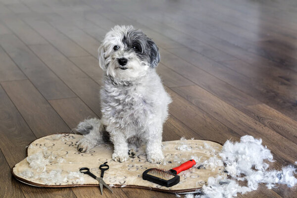 Dog animal Grooming at Home