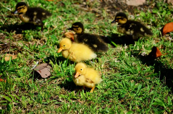 Patos Bebê Amarelos Uma Grama Verde — Fotografia de Stock