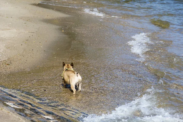 French Bulldog Playing with the Water on the Beach.Dog and Sea