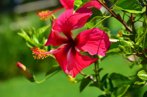 Beautiful Red Hibiscus Flower Close — стоковое фото