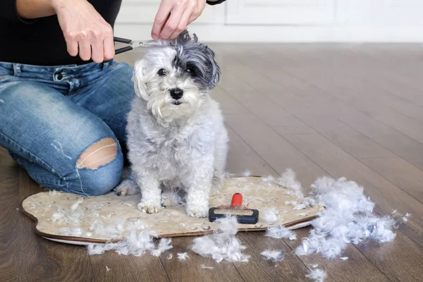 Ręka Kobiety Grooming Biały Hawańczyk Psa Domu — Zdjęcie stockowe