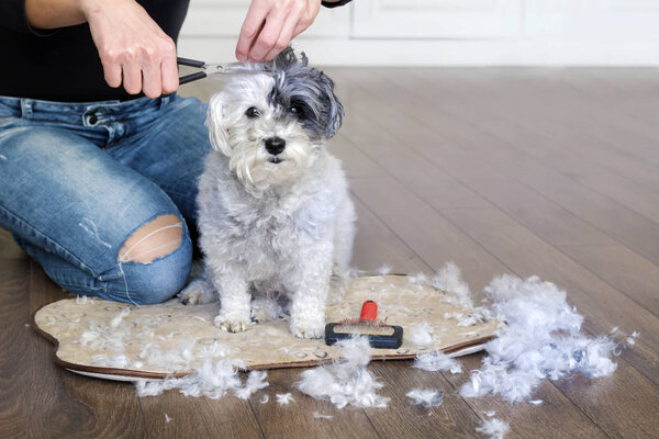 Woman Hand Grooming White Havanese Dog at Home