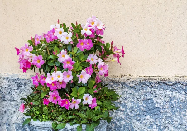Рожевий Mandevilla Rocktrumpet Квіти Банці Камінь Вулиці — стокове фото