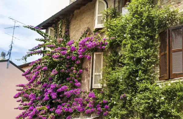 Bougainvilliers Roses Fleurs Sur Mur Maison Italienne Belle Façade Une — Photo