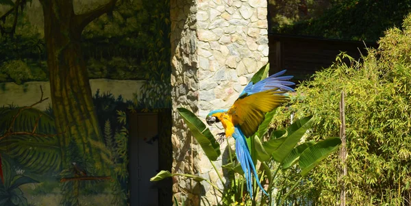 Modré Žluté Papoušek Papoušek Létání — Stock fotografie