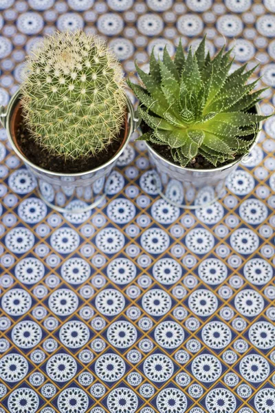 Zöld Kaktuszok Ezüst Edények — Stock Fotó