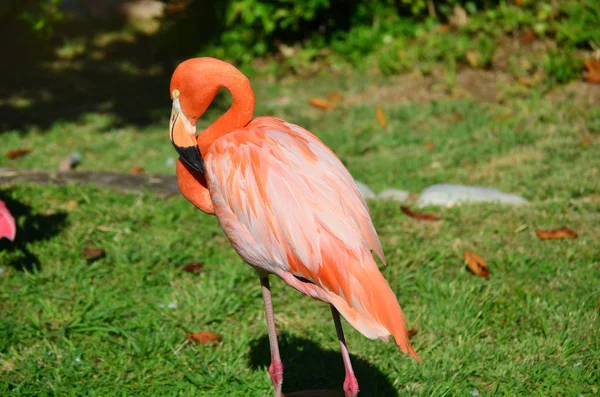 Detalhes Flamingo Rosa Com Fundo Desfocado — Fotografia de Stock