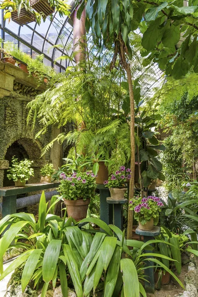 Gröna Växter Planteras Botaniska Trädgården — Stockfoto