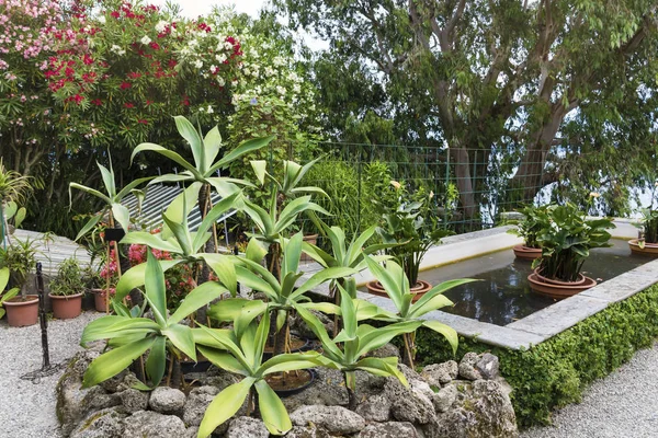 在园圃中种植植物 — 图库照片