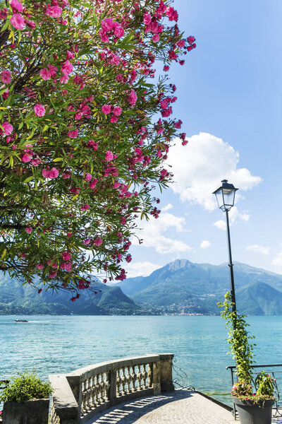 Blooming Oleander Trees in Bellagio Town,Como Lake in North of Italy.