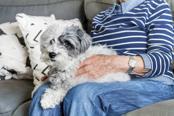 Üst düzey kadın onu fino köpeği köpek Home.Sleeping köpek sarılma