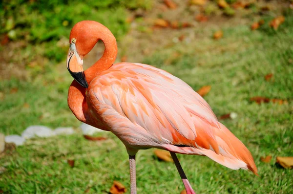 Detalhes Flamingo Rosa Com Fundo Desfocado — Fotografia de Stock