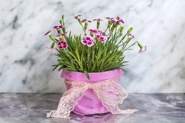 Garofano Rosa Fiori Vaso Uno Sfondo Marmo Bianco — Foto Stock