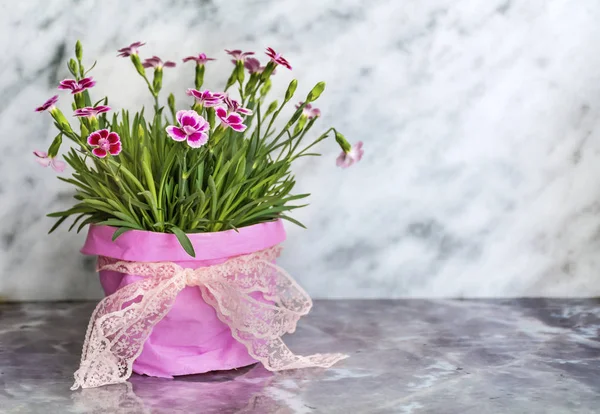 白色大理石背景上的锅里的粉红康乃馨花 — 图库照片