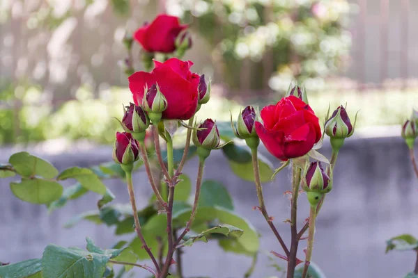 Hermosas Rosas Rojas Jardín — Foto de Stock