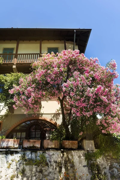 Różowy Oleander Drzewa Ogrodzie Włoski House Beautiful Elewacji Domu Włochy — Zdjęcie stockowe