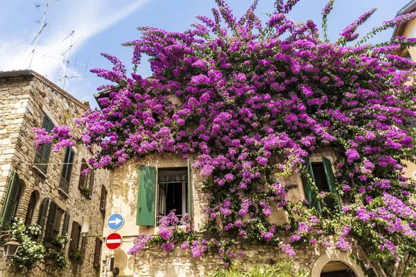 Bougainvilliers Roses Fleurs Sur Mur Maison Italienne Belle Façade Une — Photo