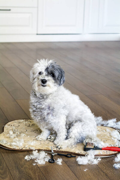 Dog animal Grooming at Home