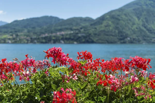 Lago Como Itália Florescendo Flores Gerânio Vermelho Como Lake Background — Fotografia de Stock