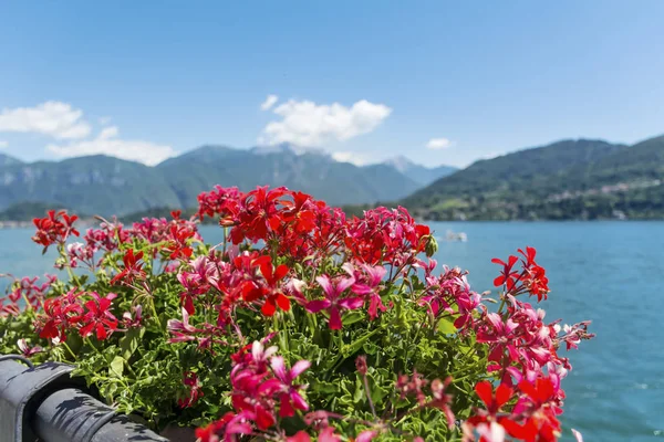 Lago Como Itália Florescendo Flores Gerânio Vermelho Como Lake Background — Fotografia de Stock