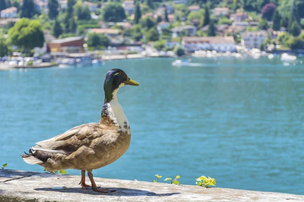イタリアのコモ湖背景に鴨 — ストック写真