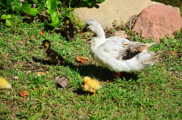 Gelbe Baby Enten Und Entenmutter Auf Grünem Gras — Stockfoto