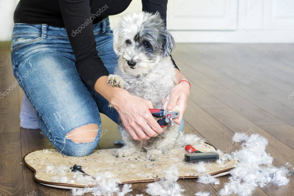 Woman Hand Grooming White Havanese Dog at Home