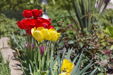 yeşil bir bahçe içinde kırmızı ve sarı lale