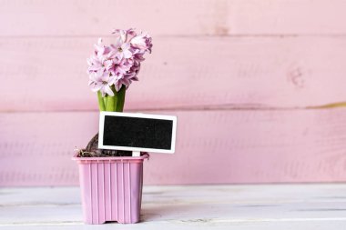 Boş Etiketli Pembe Tahta Arkaplanda Pembe Hyacinth Çiçeği 