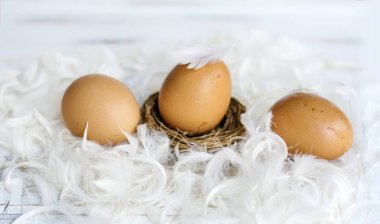 Tüyler ile bir yuva kahverengi yumurta 