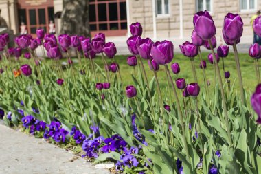 bir bahar bahçe güzel mor laleler