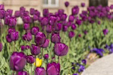 bir bahar bahçe güzel mor laleler