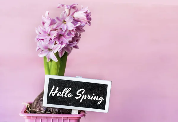 Szöveg Tavaszi Hello Rózsaszín Jácint Virág — Stock Fotó