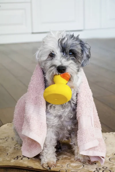 Cute Dog  with Towel and Yellow Rubber  Duck Ready for Bath