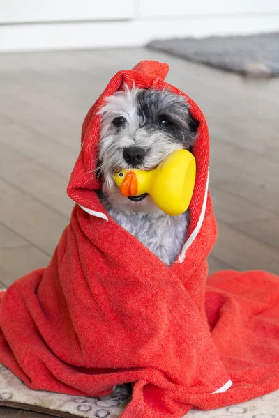 Cão Bonito Com Toalha Vermelha Pato Borracha Amarelo Pronto Para — Fotografia de Stock